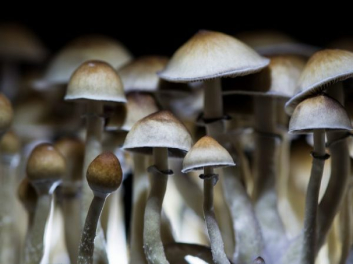 На Закарпатті збувачі галюциногенних грибів опинилися на лаві підсудних (ВІДЕО)