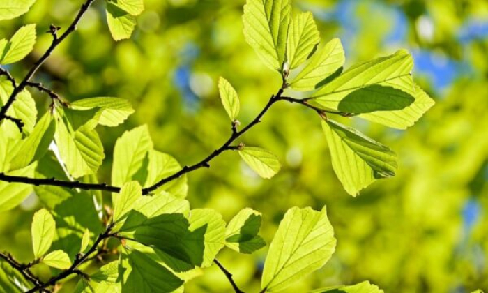 Останній тиждень весни на Закарпатті буде теплий з невеликими дощами