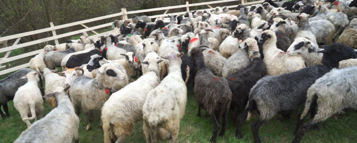 У Чорній Тисі на Рахівщині на полонину провели 300 овець (ФОТО, ВІДЕО)