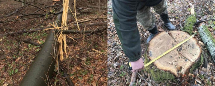На Ужгородщині виявили незаконні рубки дерев на понад 630 тисяч гривень