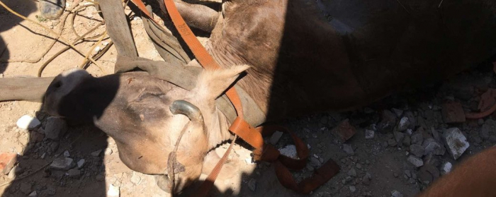 На Закарпатті рятувальники витягнули корову з вигрібної ями