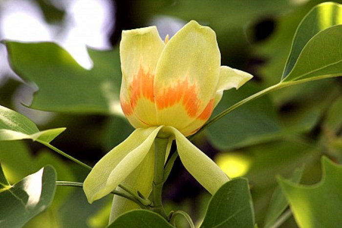 В Ужгороді квітує одне із рідкісних для України дерев – тюльпанове (ВІДЕО)