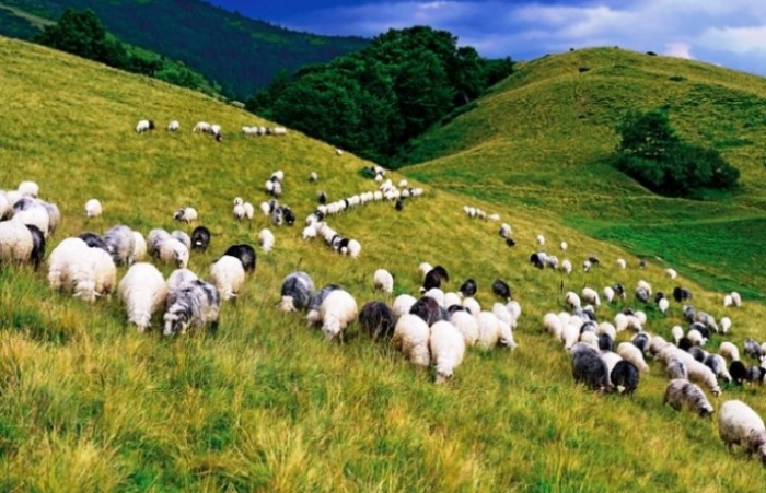 Вівці та бринза: як на Міжгірщині проводжали отари на полонину (ВІДЕО)