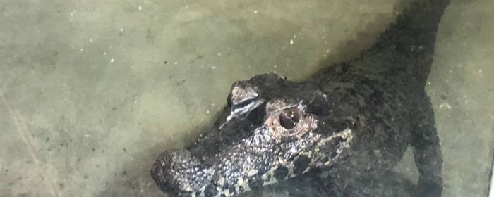 Четвертий день у тераріумі в Ужгороді живе крокодил