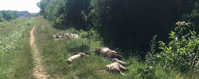 Трупи свійських тварин вздовж дороги виявили у Мукачеві
