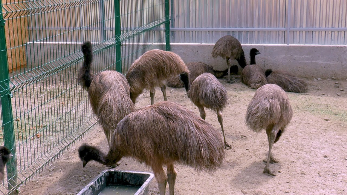 Екоферма: життя страусиного господарства неподалік Ужгорода (ВІДЕО)