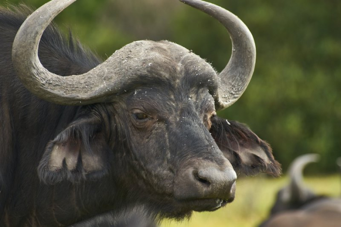 Справжні карпатські буйволи живуть в Долині нарцисів на Хустщині