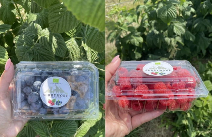 Корисні ягоди й без "хімії": на Закарпатті вже продають органічну малину і лохину