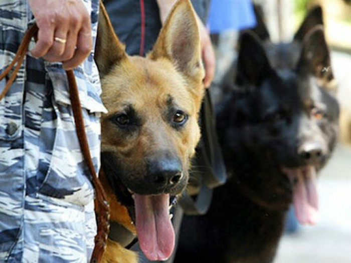 Чотирилапі в погонах: як навчають службових собак у кінологічному центрі Нацполіції Закарпаття (ВІДЕО)