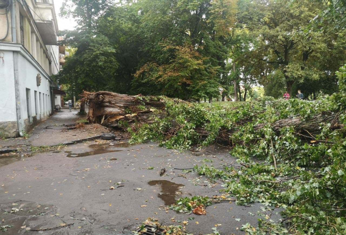 Через негоду в Ужгороді впало 7 дерев, одне – на машину (ФОТО)