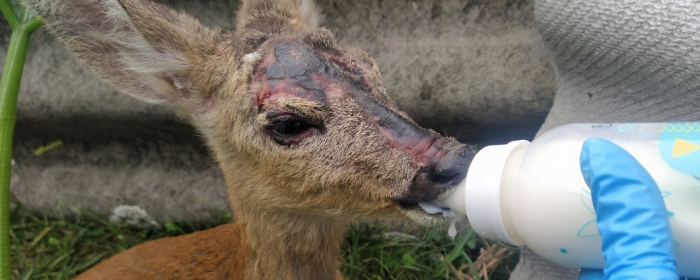 Поранене дитинча козулі знайшли біля притулку для тварин в Ужгороді