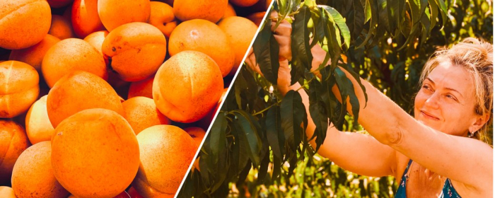 Персики та абрикоси збирають на фермерському господарстві на Ужгородщині (ВІДЕО)