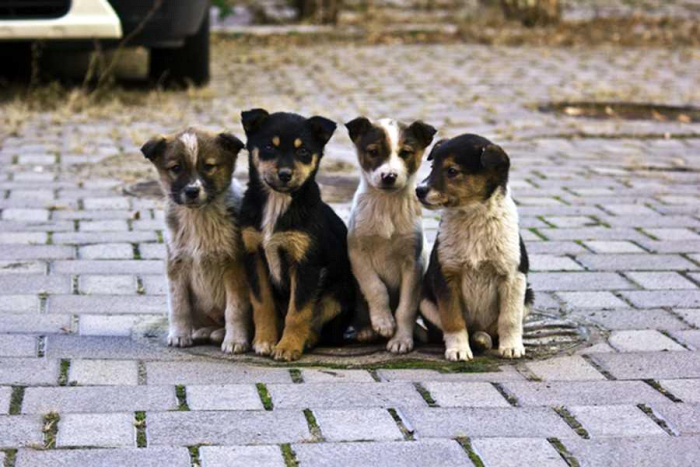 В Ужгороді можна безкоштовно простерилізувати безпритульних котів і собак