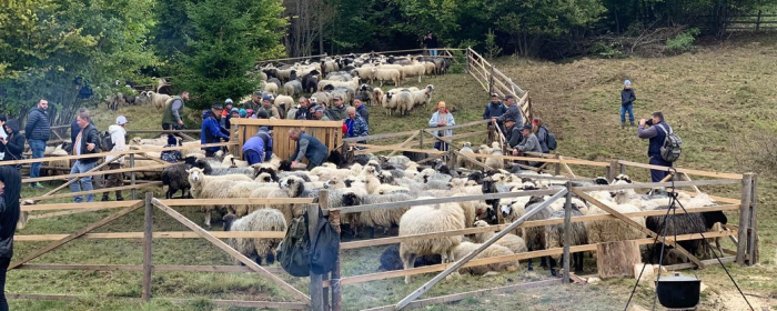 У селі на Закарпатті вівчарі відзначили "розлучення овець" (ФОТО)