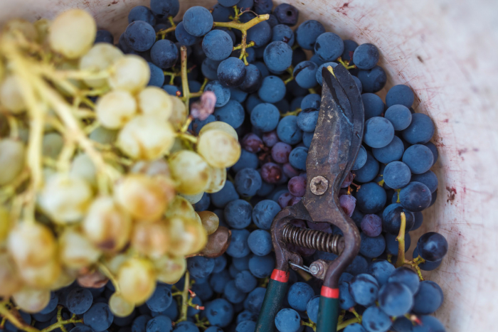 Виноградні традиції: відомий закарпатський виноградар пділився секретами воноробства