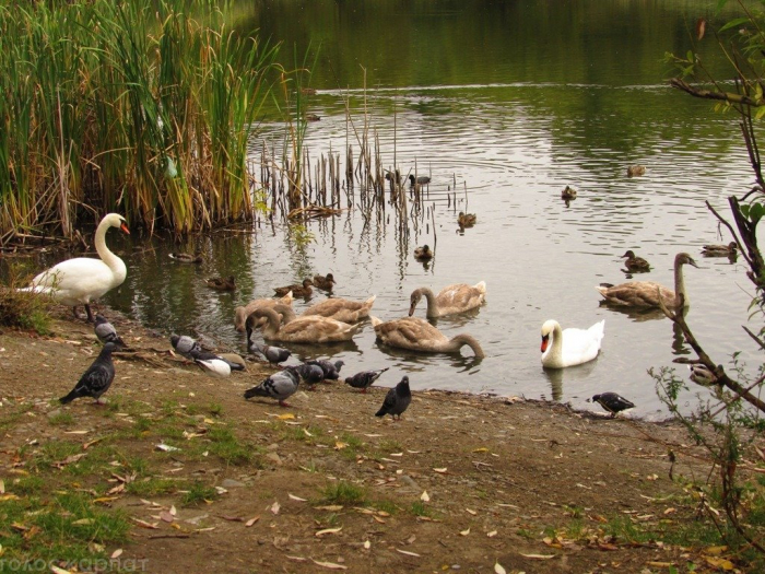 У лебедів-шипунів на озері в Ужгороді підростає потомство (ФОТО, ВІДЕО)