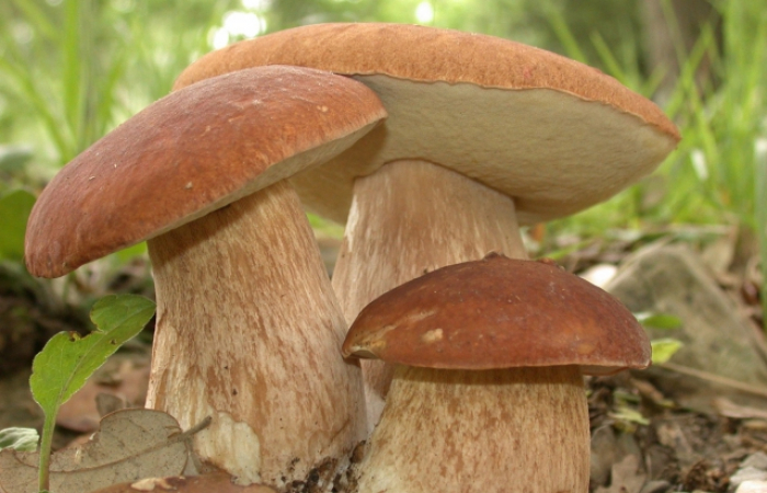На Закарпатті триває сезон грибів: про корисні властивості та небезпеки, які вони приховують