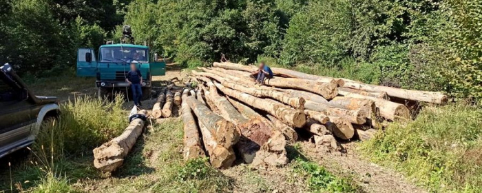Зрубали майже 50 буків: чотирьох закарпатців підозрюють в незаконній вирубці дерев