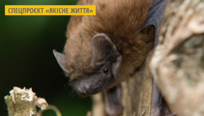 На Закарпатті встановили бет-бокси для кажанів