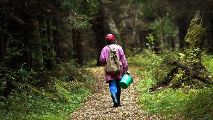 На Закарпатті за один день, збираючи гриби у лісі, заблукали дві жінки