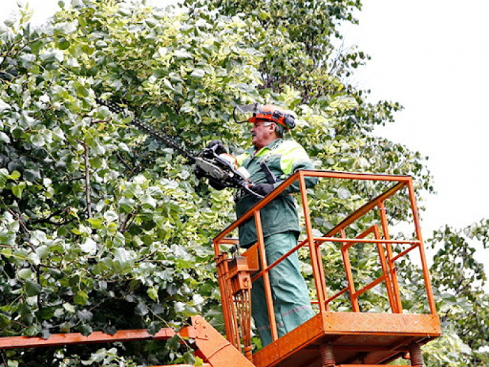 Консультують електрики: хто відповідає за обрізку дерев у зонах повітряних ліній електропередач?   