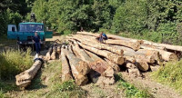 Зрубали майже 50 буків: чотирьох закарпатців підозрюють в незаконній вирубці дерев