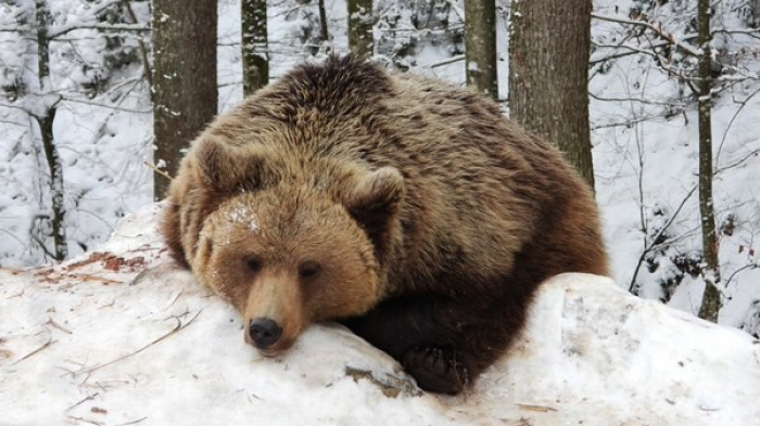 16 ведмедів залягли у зимову сплячку у Реабілітаційному центрі на Закарпатті
