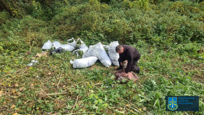 На Берегівщині судитимуть закарпатця, в якого вилучили 41 кг канабісу, призначеного для збуту