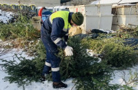 Прибиратимуть до повного забору: як утилізують ялинки в Ужгороді
