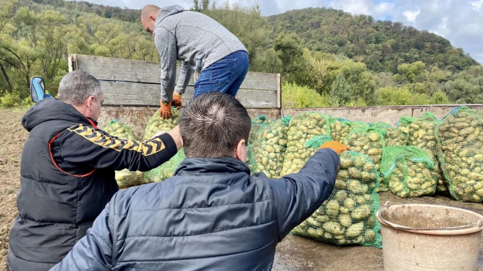"Стараємось самі для себе": майже 10 тонн картоплі для переселенців зібрали у селі в Ужгородському районі