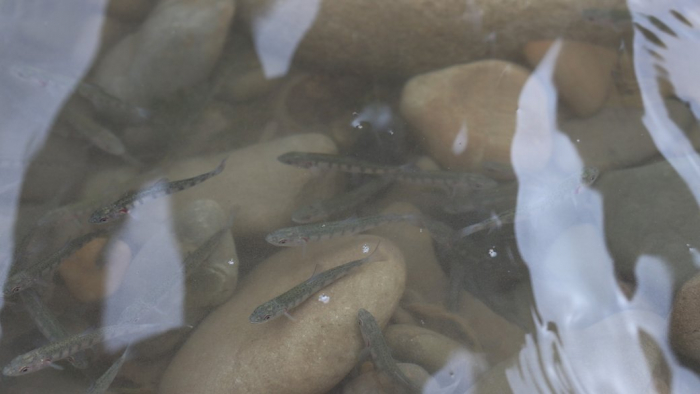 У водойми Закарпаття випустили понад 55 тисяч мальків форелі та лосося