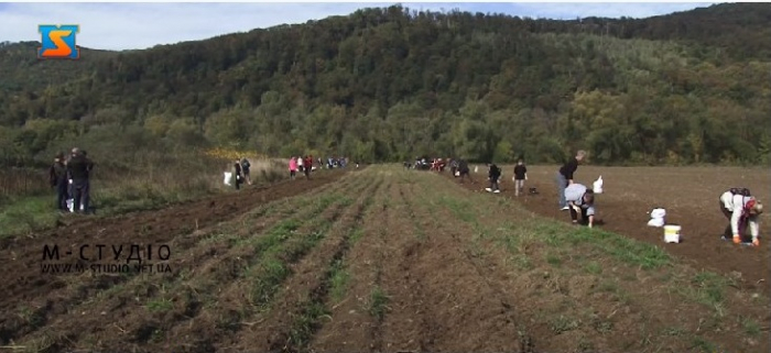 На Ужгородщині зібрали близько 2 тон картоплі, яку передали для переселенців