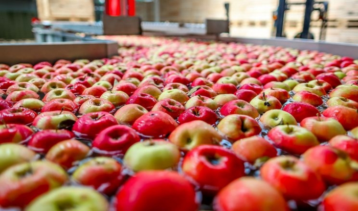 «Сади Донбасу» сортують яблука на Закарпатті
