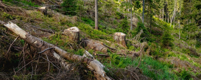 Рубка лісу на понад 5 млн збитків: на Закарпатті працівнику лісгоспу обрали запобіжний захід