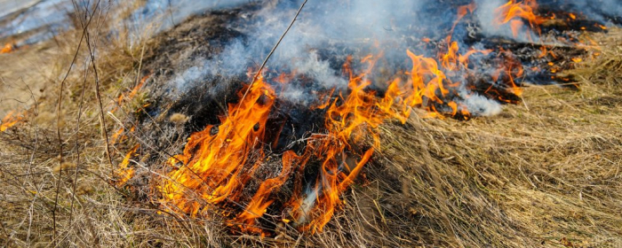На Закарпатті за добу згоріли понад 92 гектари сухої трави та чагарників