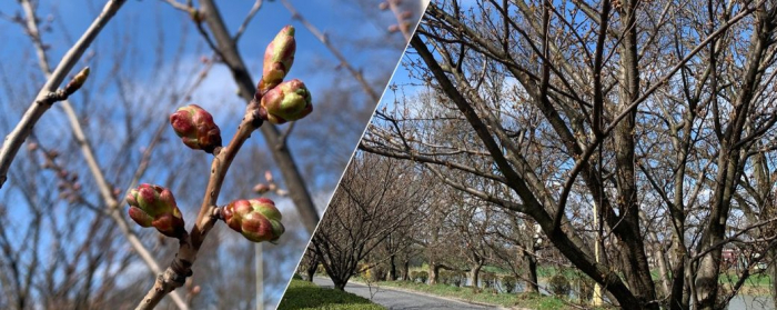 Цвітіння сакури в Ужгороді має розпочатися з 22 квітня, — агрометеорологиня