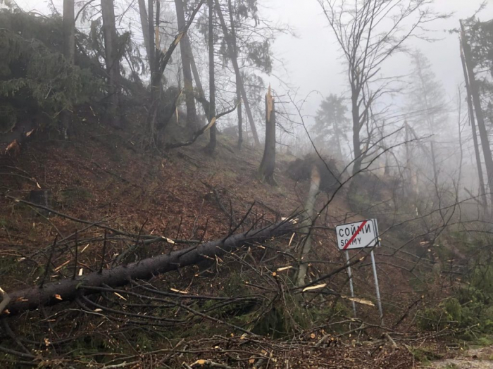 Унаслідок негоди на Міжгірщині на території лісфонду впали дерева