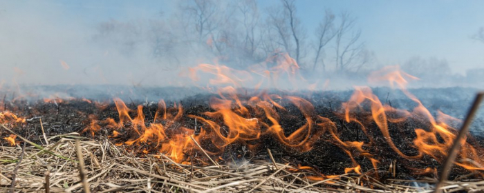 На Закарпатті за добу згоріли 2,6 гектара сухої трави