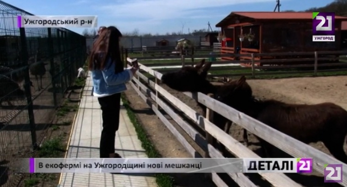 В екофермі на Ужгородщині нові мешканці – два віслюки з Київщини