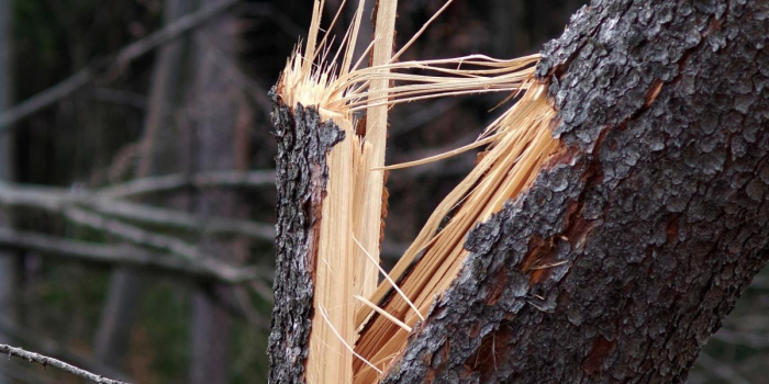 Наслідки негоди на Закарпатті: повалені дерева, пошкоджена лінія електропередач
