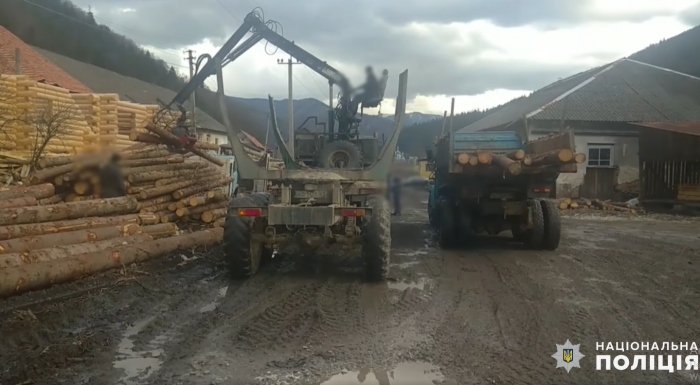 Поліція Закарпаття припинила незаконну заготівлю деревини та вилучила лісу на понад 2 млн гривень