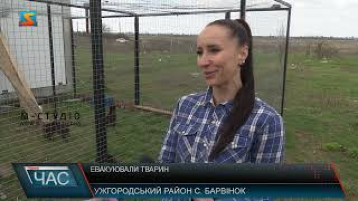 Притулок для тварин на Ужгородщині прийняв евакуйованих з гарячих точок тварин