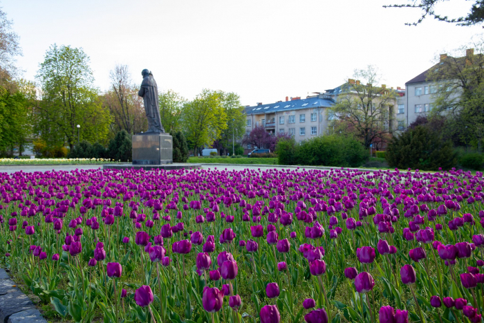 Яскрава краса: близько 30 тисяч тюльпанів квітнуть в Ужгороді (ВІДЕО)