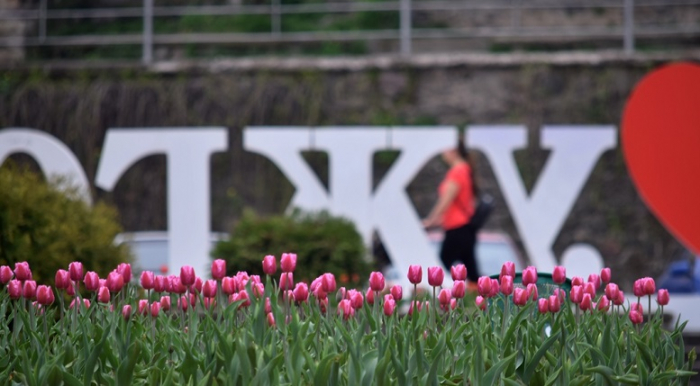 Квітковий бум: близько 30-ти тисяч голландських тюльпанів розквітли на вулицях Ужгорода