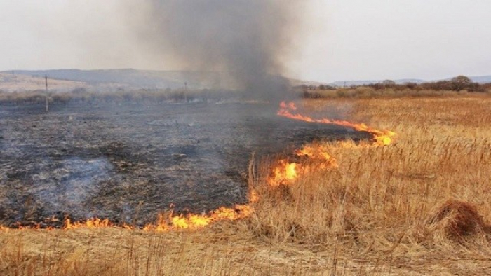 Пожежі в екосистемах: закарпатців укотре закликають не спалювати сухостій