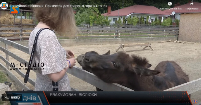 На Ужгородщині проживають віслюки, яких евакуювали з Київської області