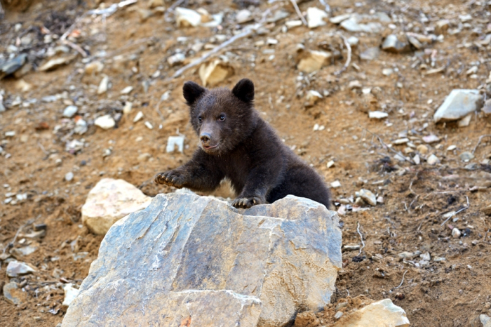 Ведмеже життя в умовах війни: Реабілітація ведмедів на Закарпатті (ВІДЕО)
