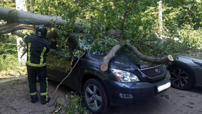 Два "Subaru", два "Ford", "Lexus" та "Tesla": на Закарпатті гілка дерева впала на шість автомобілів (ФОТО)