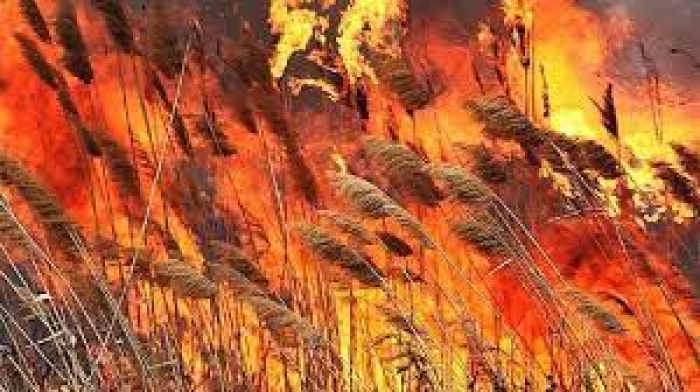 На Закарпатті побільшало пожеж у екосистемах (ВІДЕО)