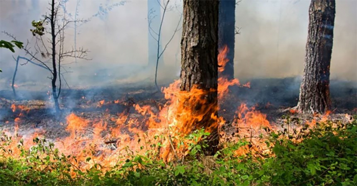ДСНС попереджає про пожежну небезпеку в Закарпатській області